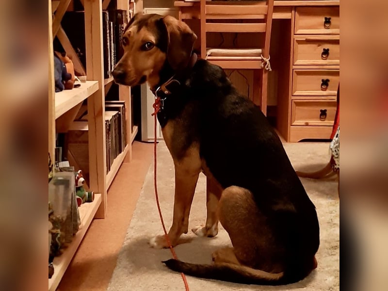 Hanni-griech. Bracken-Mischling- sucht ein Zuhause