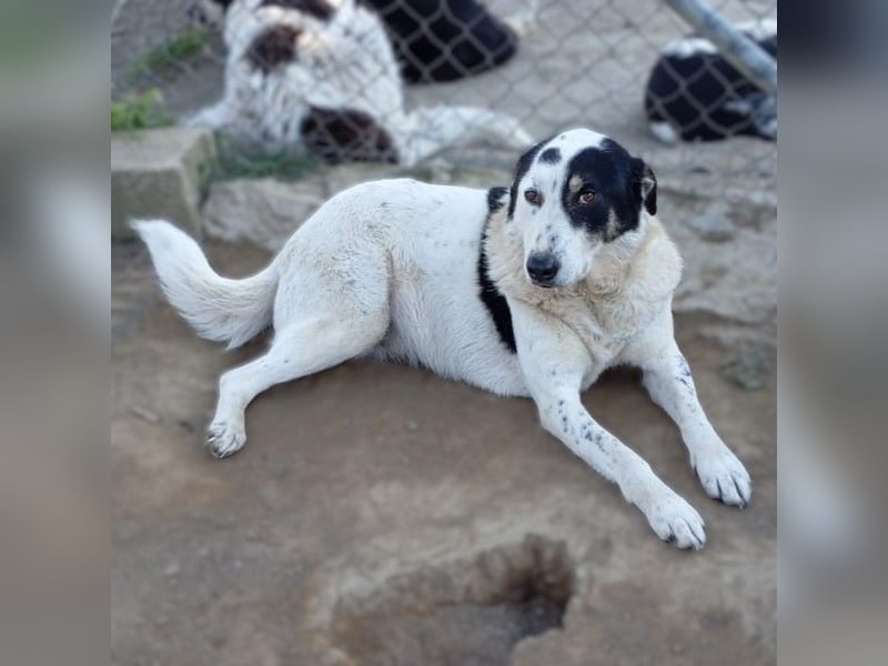 Tabby: sucht ein Zuhause / eine Pflegestelle