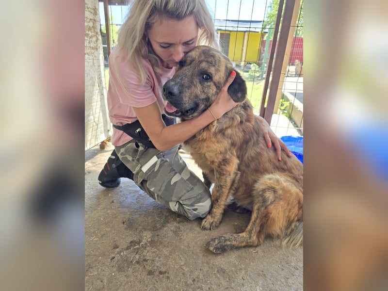 Beethoven. 5-jähriger Prachtkerl,  mittelgroß – groß, verschmust, freundlich, sozial mit Weibchen