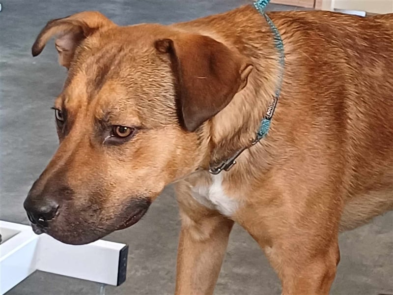 Drogba, freundlich und aufmerksam hat sein Zuhause verloren