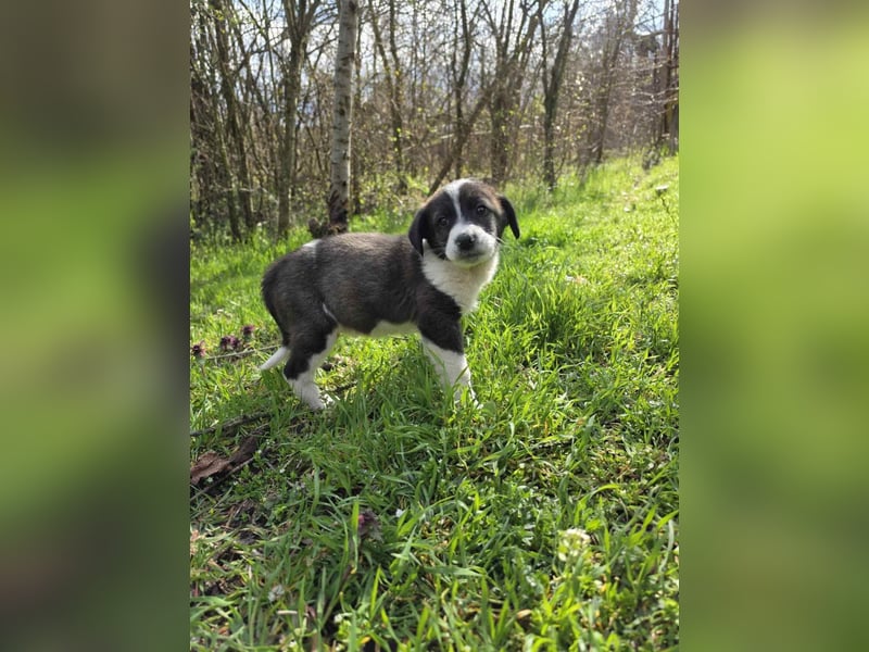 Max - junger Entdecker sucht sein Zuhause