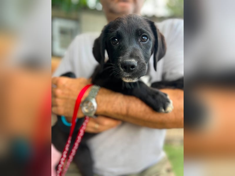 Dana - kleines Hundekind sucht Menschen fürs Leben
