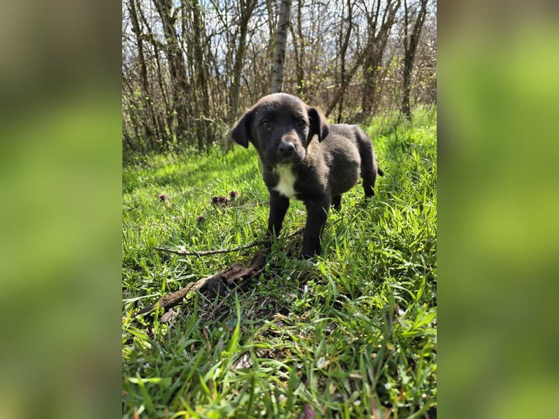 Olimp junger Hund sucht seine Familie