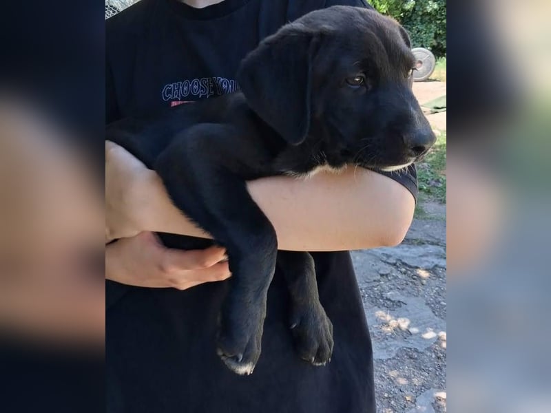 Leo sucht ein Zuhause