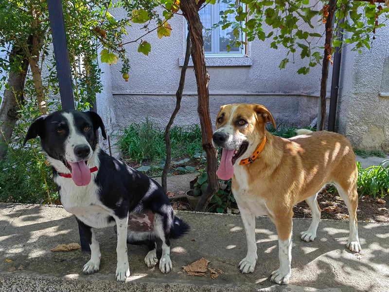 Bheja - seit 3 Jahren wartet sie auf ihre Familie :(