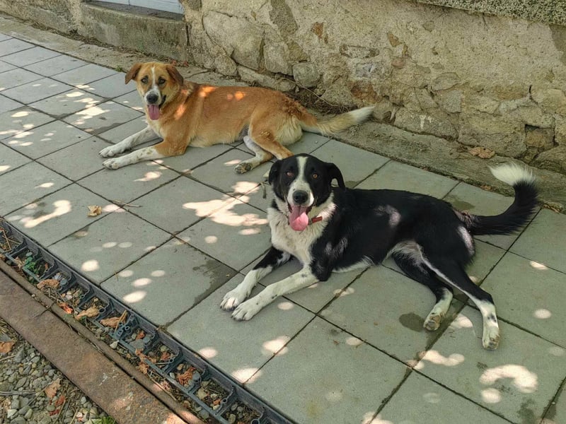 Bheja - seit 3 Jahren wartet sie auf ihre Familie :(