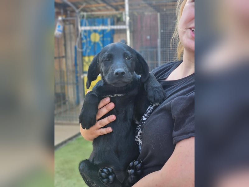 Dorelia - kleine Herzenshündin sucht ihren Platz