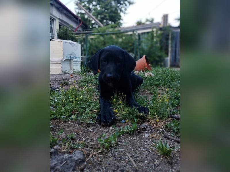 Herra sucht ein Zuhause
