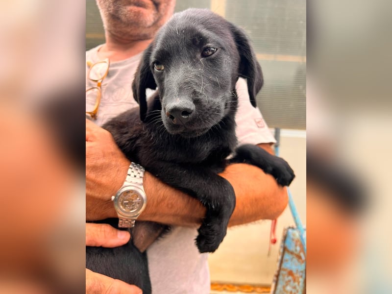 Dorelia - kleine Herzenshündin sucht ihren Platz