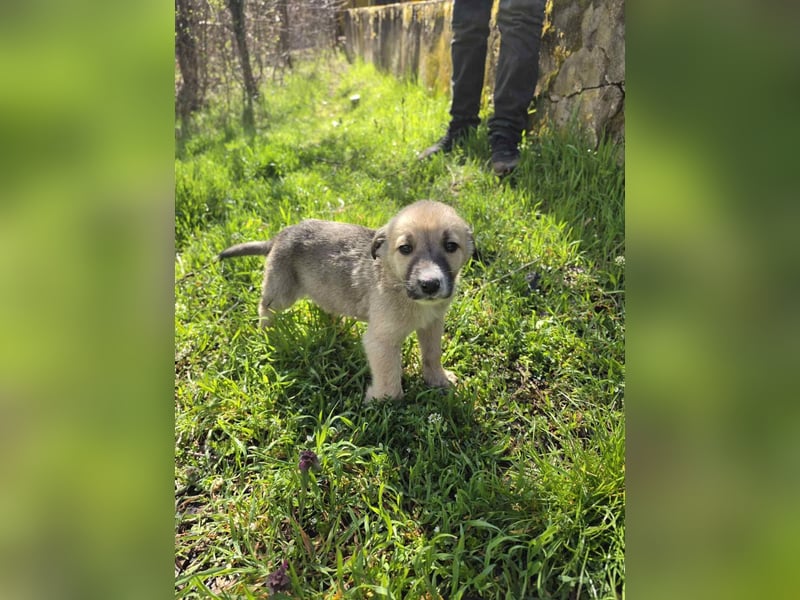Atlas - junger Herzenshund sucht sein Zuhause
