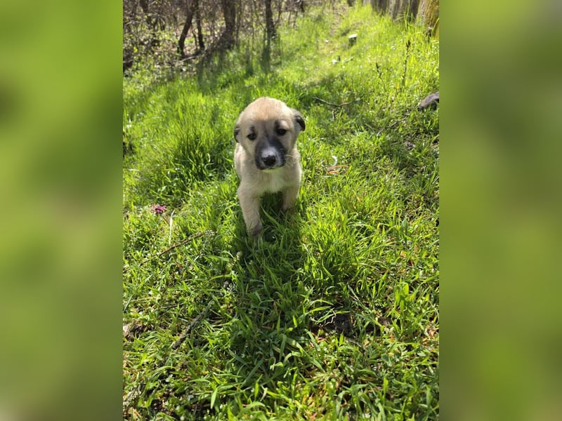 Atlas - junger Herzenshund sucht sein Zuhause