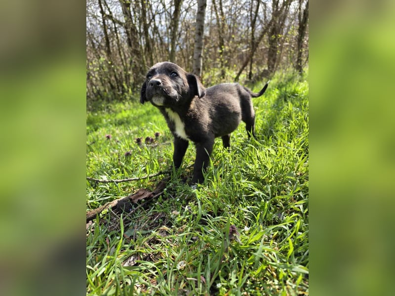 Olimp junger Hund sucht seine Familie