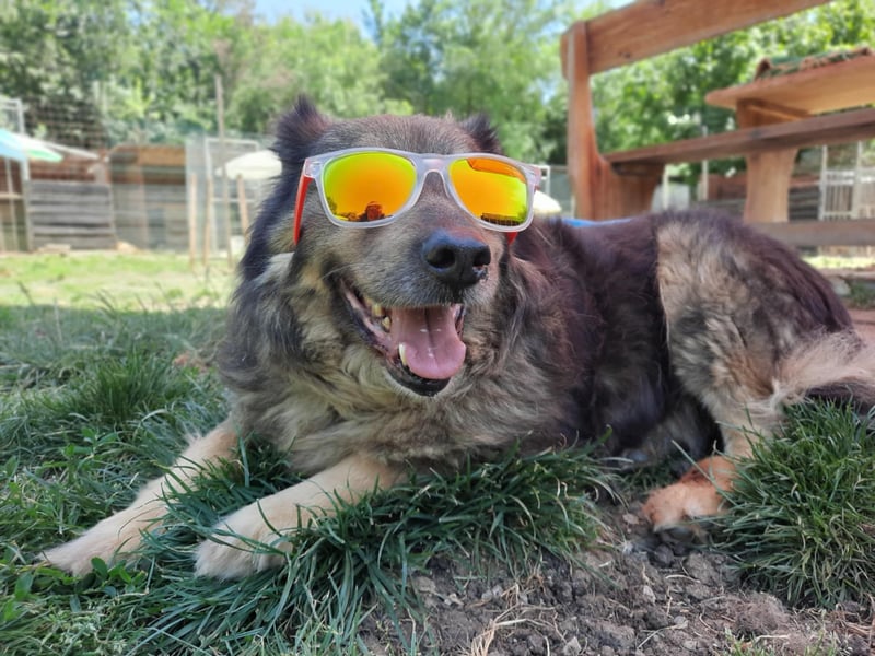 Reks - wartet seit 4 Jahren