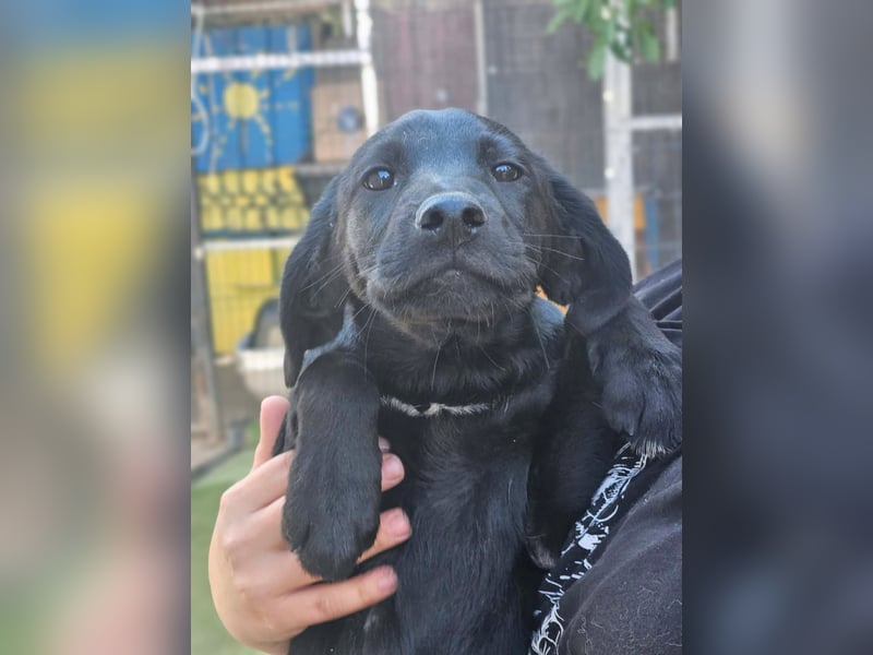 Dorelia - kleine Herzenshündin sucht ihren Platz