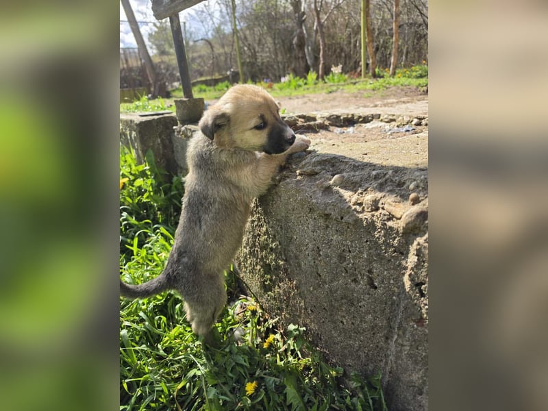 Atlas - junger Herzenshund sucht sein Zuhause