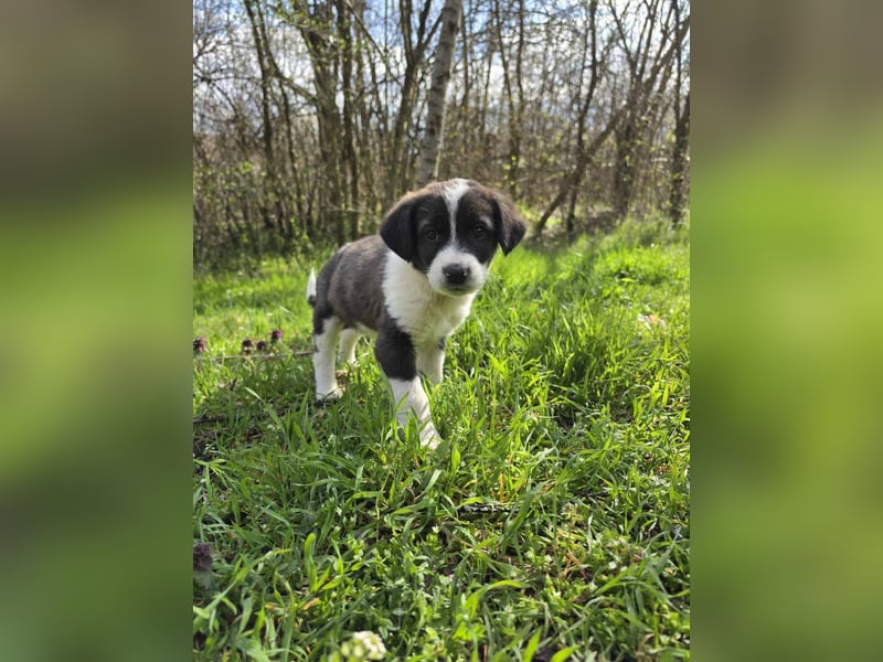 Max - junger Entdecker sucht sein Zuhause