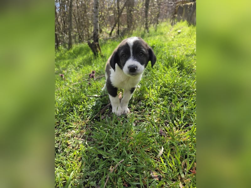 Max - junger Entdecker sucht sein Zuhause