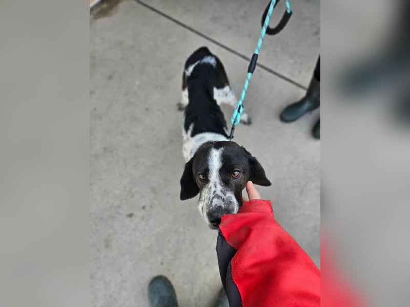 Samara - fast verhungert sucht endlich ihre Menschen