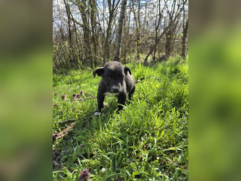 Ais - junger Entdecker sucht sein Für-Immer-Zuhause