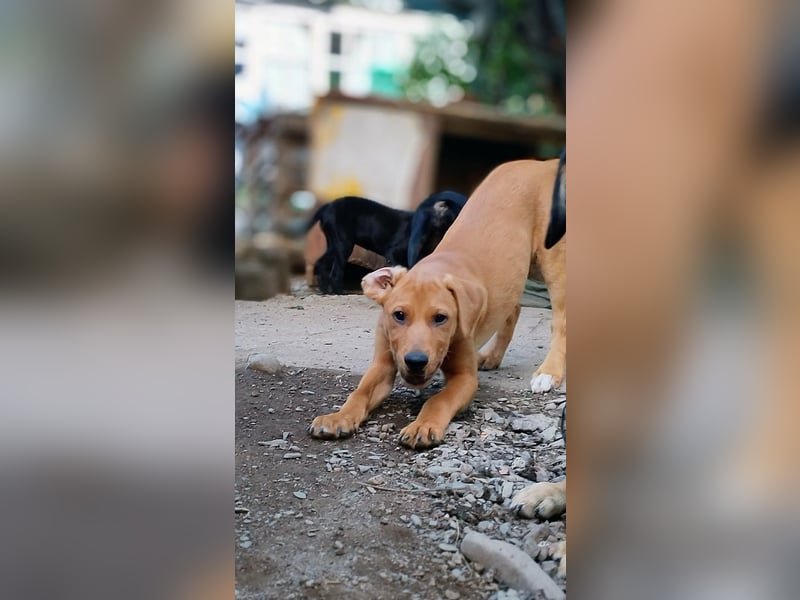 Zeus sucht ein Zuhause