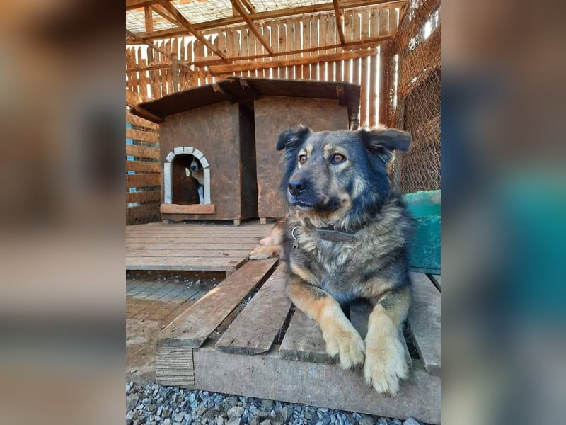 Reks - wartet seit 4 Jahren