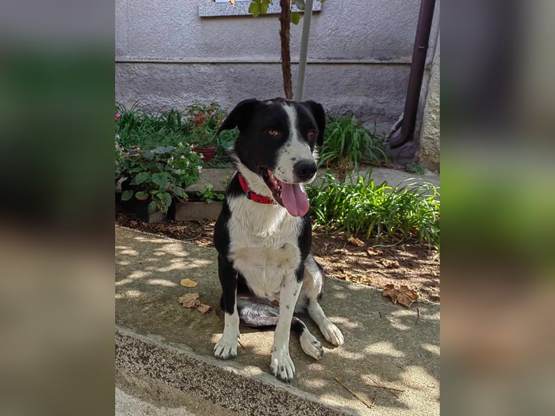 Über drei Jahre wartet Dotty nun schon auf ihre Familie