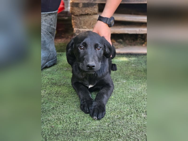 Dorelia - kleine Herzenshündin sucht ihren Platz