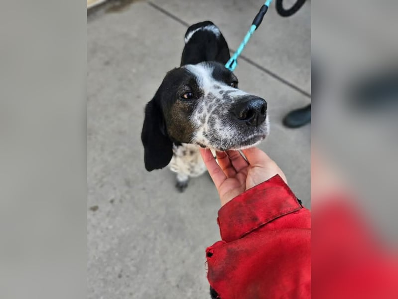 Samara - fast verhungert sucht endlich ihre Menschen