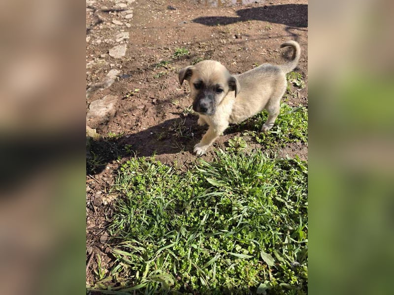 Bella - junge Hündin sucht ihr Für-Immer-Zuhause