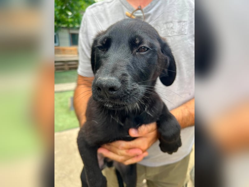 Doogie - kleiner Herzensbrecher sucht Familie