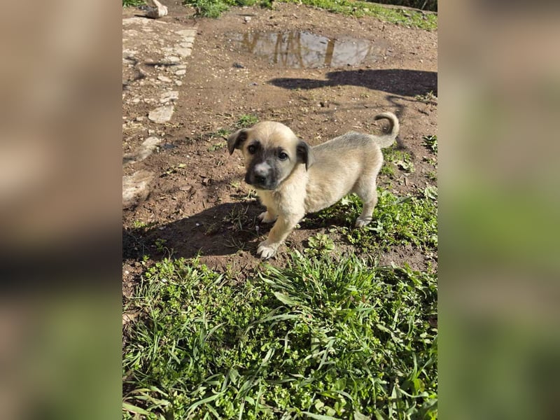 Bella - junge Hündin sucht ihr Für-Immer-Zuhause