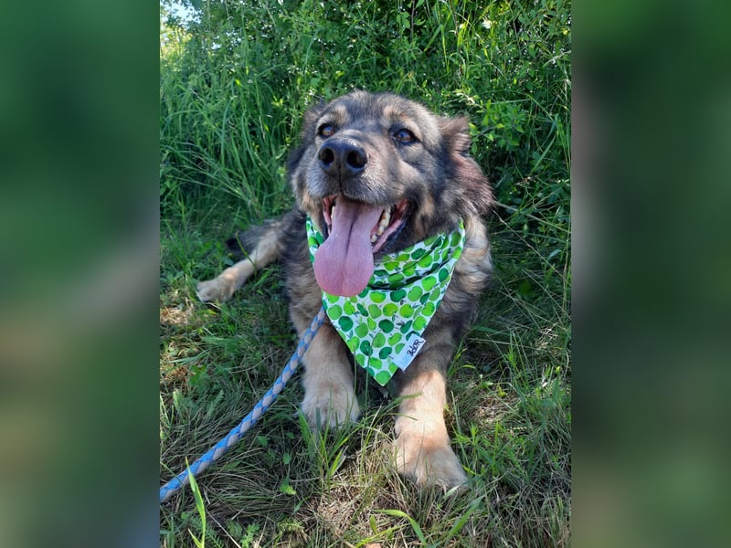 Reks - wartet seit 4 Jahren