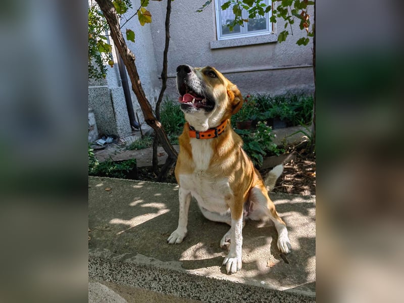 Bheja - seit 3 Jahren wartet sie auf ihre Familie :(