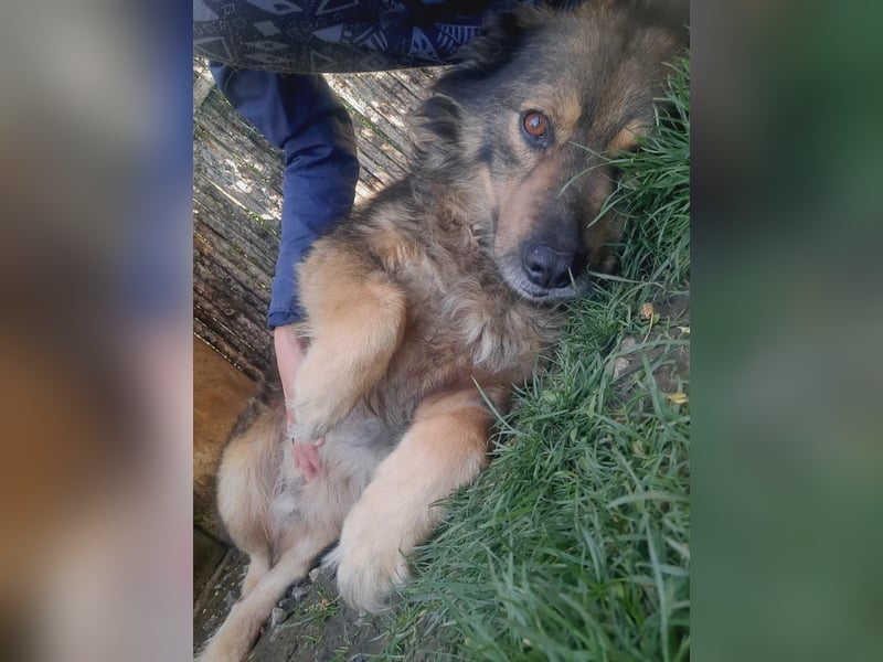 Reks - wartet seit 4 Jahren