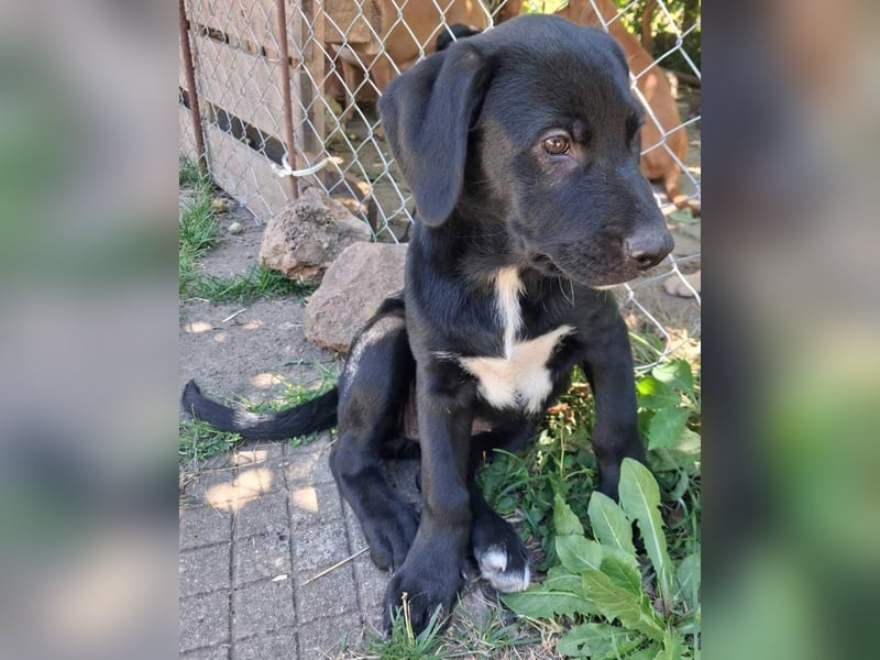 Herra sucht ein Zuhause