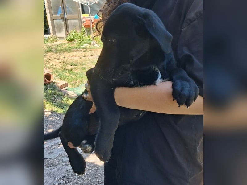 Herra sucht ein Zuhause
