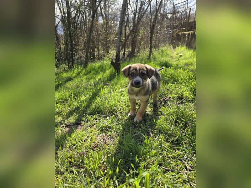 Maya - junge Hündin sucht ihr Zuhause