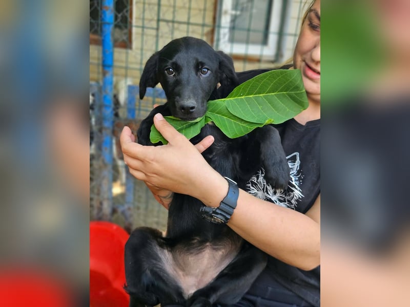 Dorelia - kleine Herzenshündin sucht ihren Platz