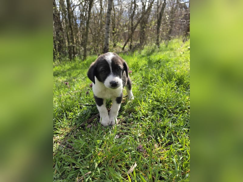 Max - junger Entdecker sucht sein Zuhause