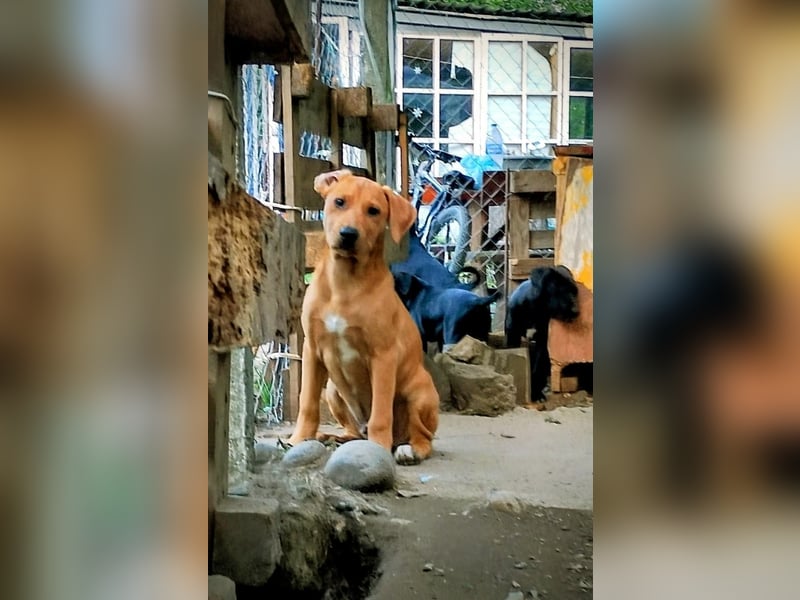 Zeus sucht ein Zuhause