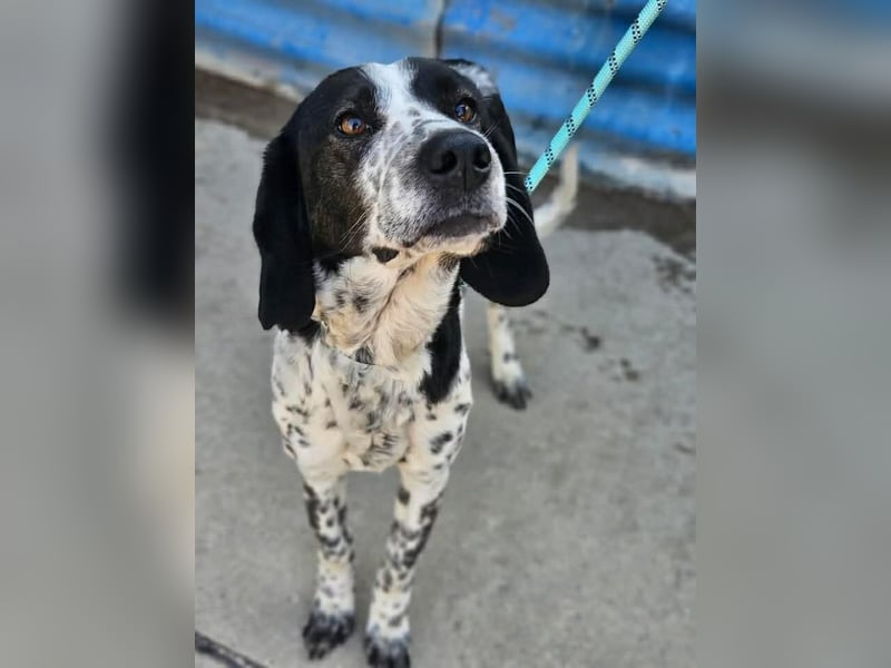 Samara - fast verhungert sucht endlich ihre Menschen