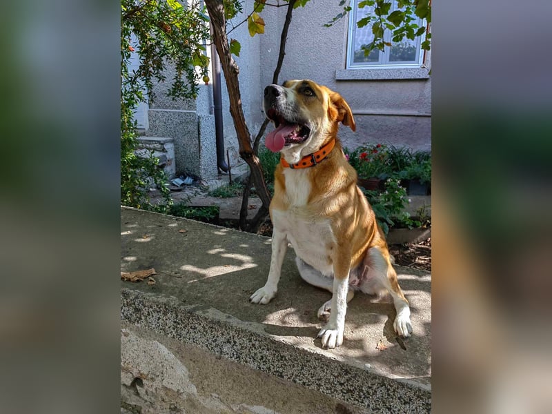 Bheja - seit 3 Jahren wartet sie auf ihre Familie :(