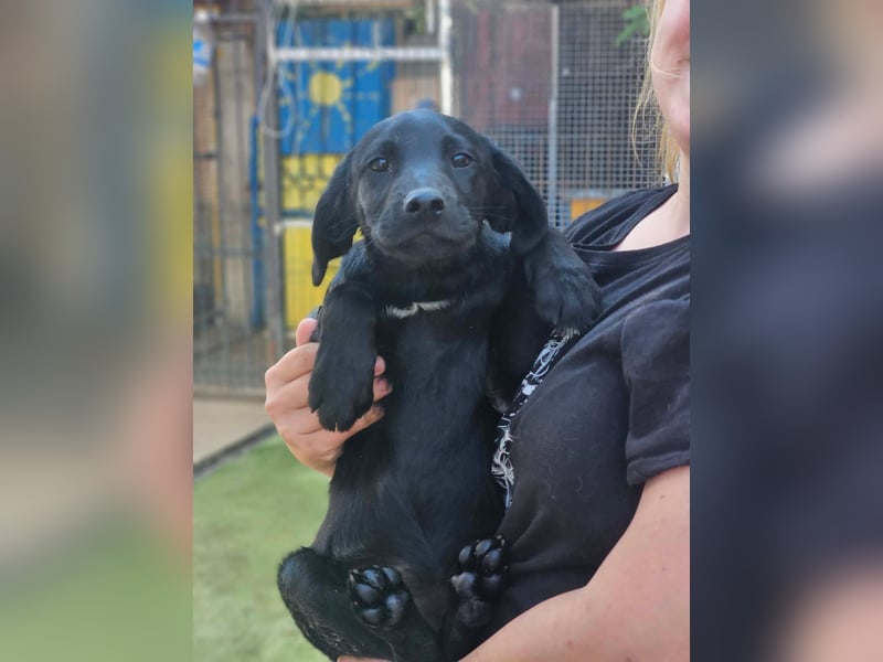 Dorelia - kleine Herzenshündin sucht ihren Platz