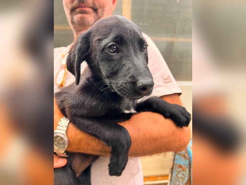Dorelia - kleine Herzenshündin sucht ihren Platz