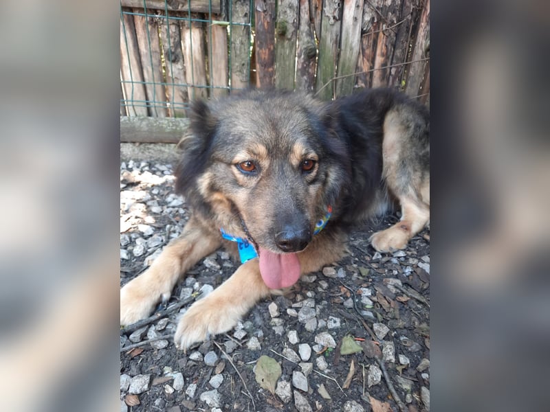 Reks - wartet seit 4 Jahren