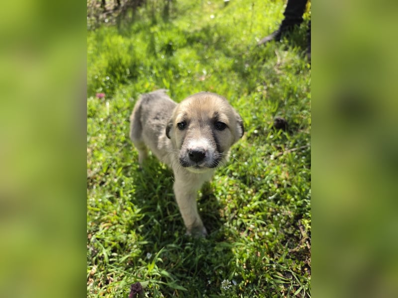 Atlas - junger Herzenshund sucht sein Zuhause
