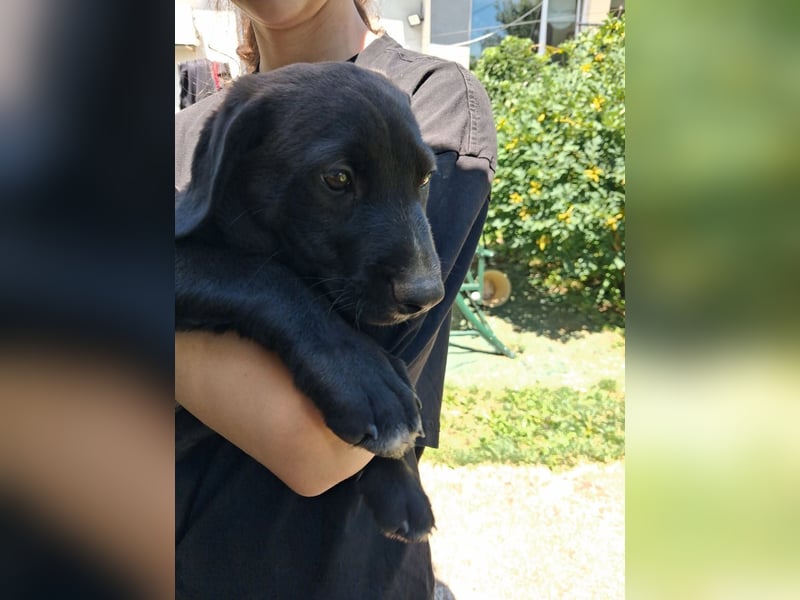 Leo sucht ein Zuhause