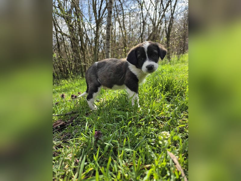 Max - junger Entdecker sucht sein Zuhause