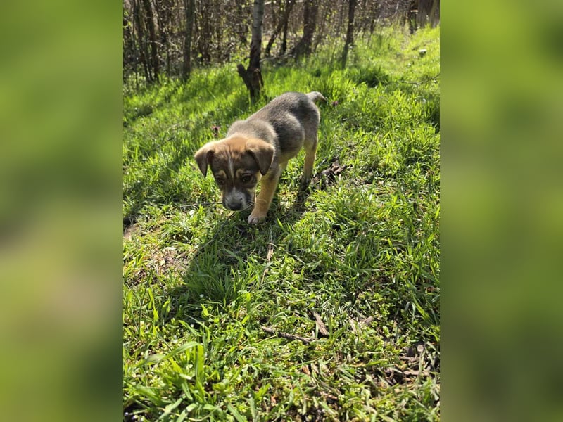 Maya - junge Hündin sucht ihr Zuhause