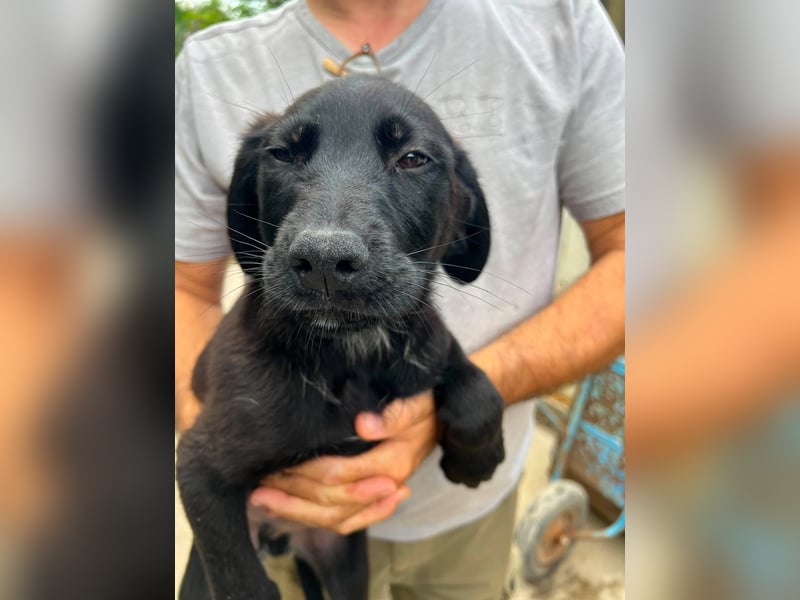 Doogie - kleiner Herzensbrecher sucht Familie
